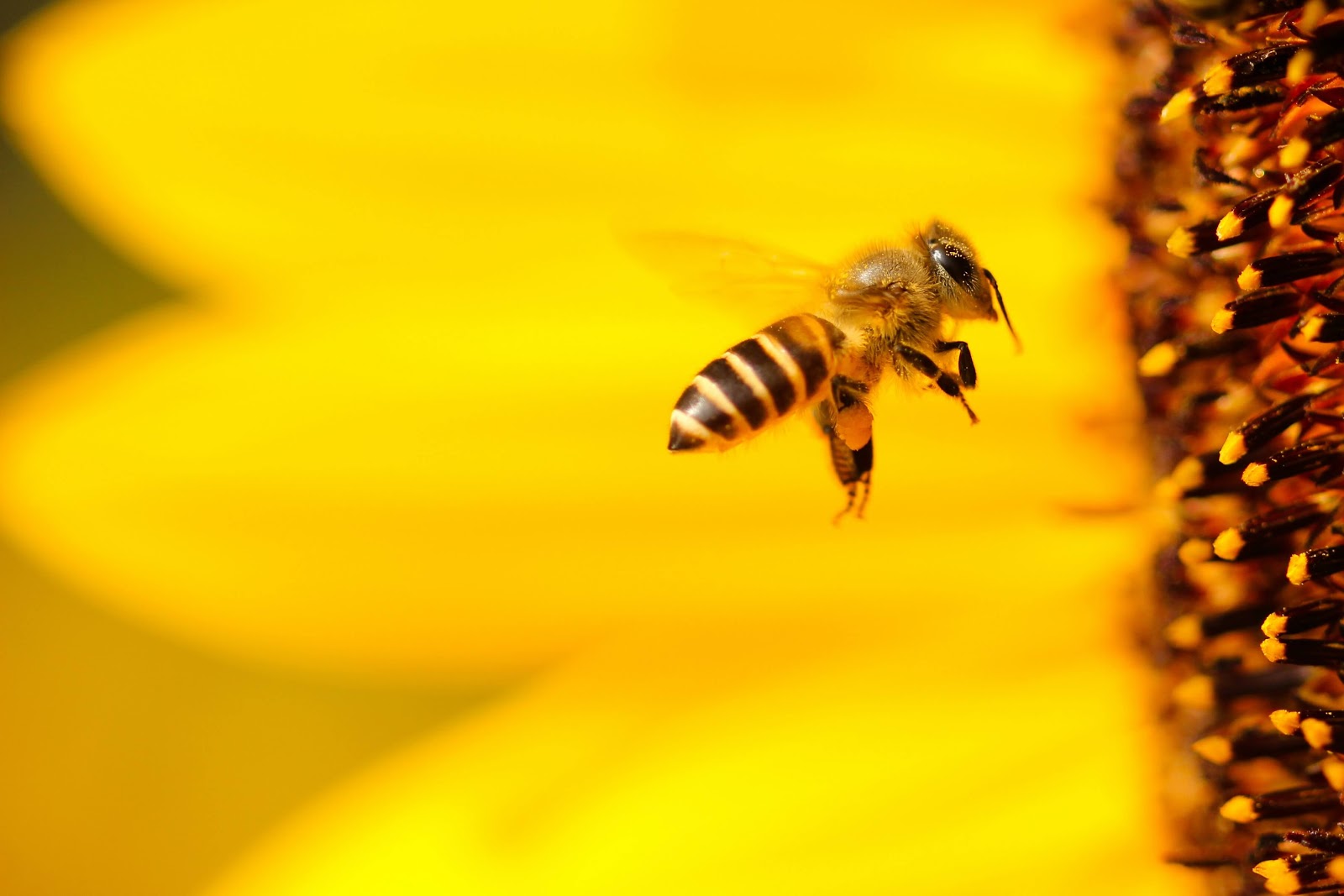 Eine Biene bestäubt eineSonnenblume