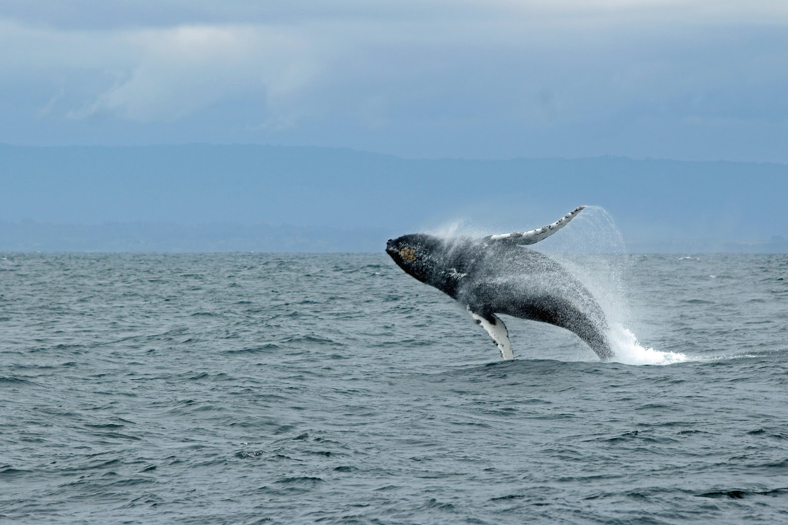 image for article There Is Always Hope: How Monterey Bay Came Back From the Brink