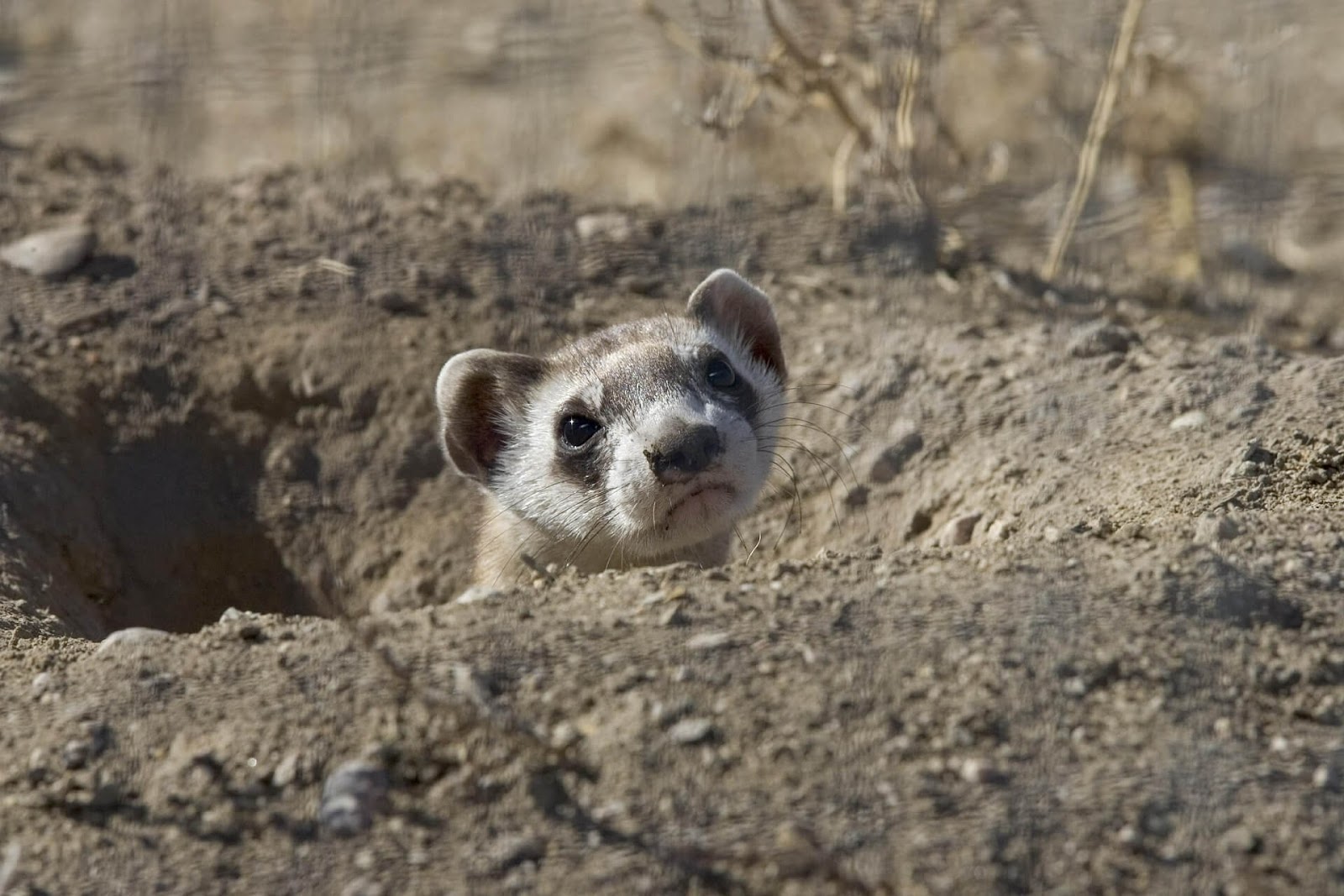 A black-footed ferret poking its head out of ahole