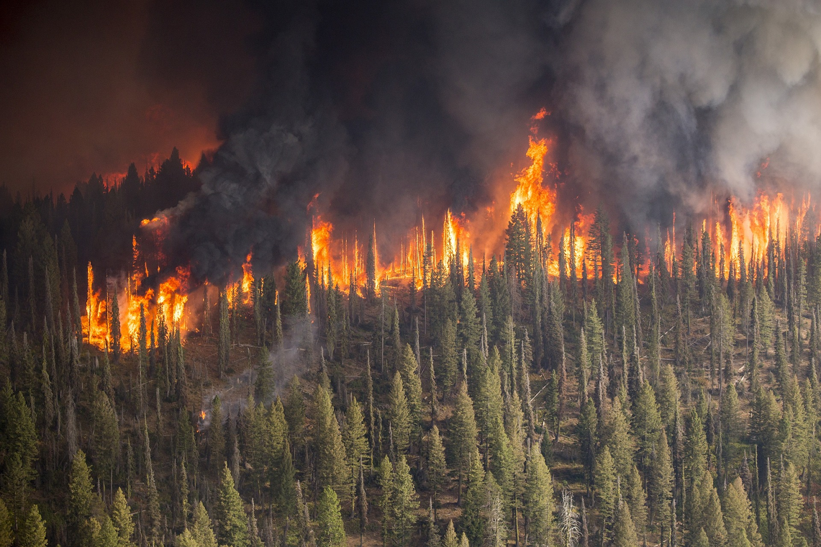 Wildfire consuming a forest.