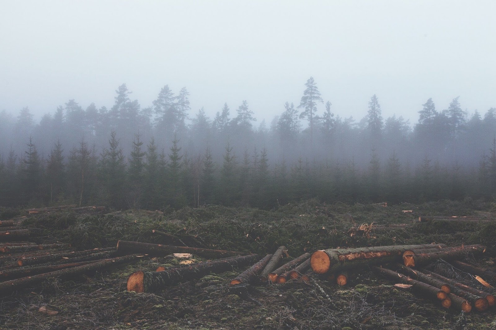 Felled logs in front of a forest