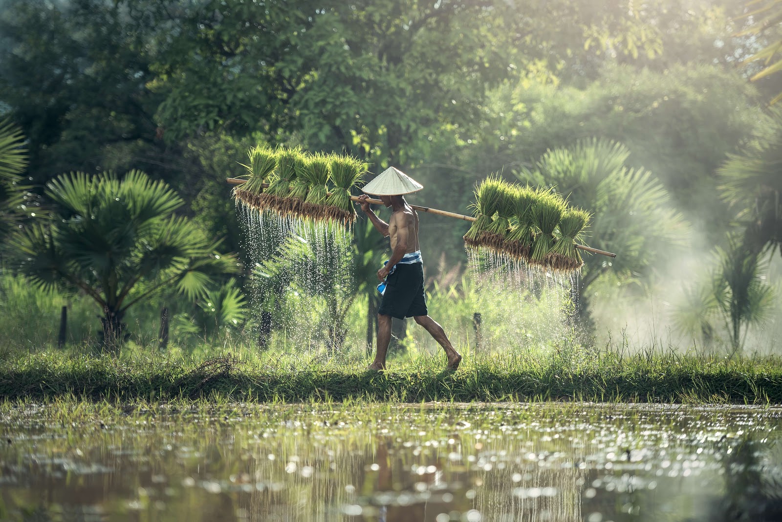 A male rice farmer carries harvested rice as he walks alongside a sunny rice paddy