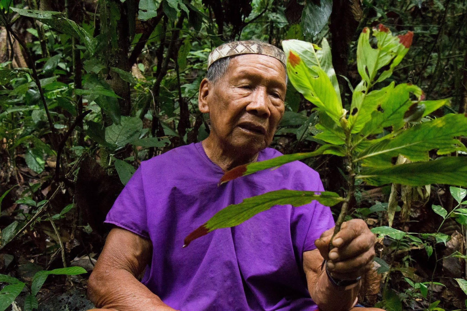 Siekopai elder with medicinal plant.