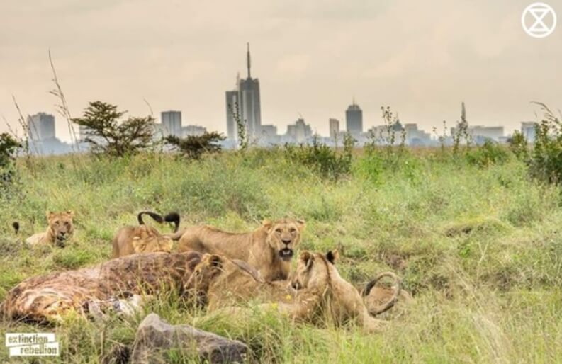 Lwy w Parku Narodowym Nairobi, otoczonym przez naruszające jego spokójmiasto
