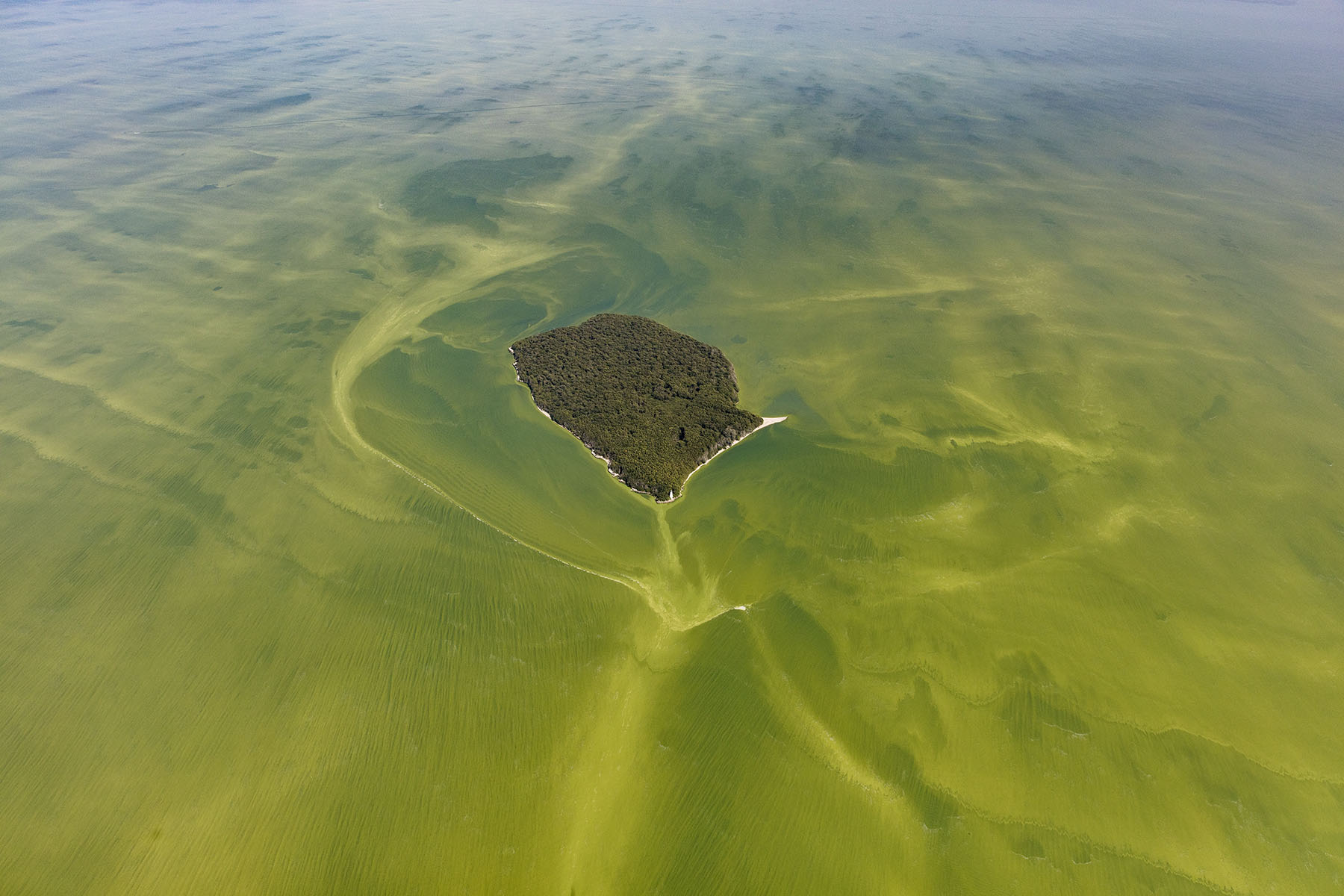 image for article L’intoxication du lac Érié par les algues, une affaire portée devant la justice pour revendiquer les Droits de la Nature