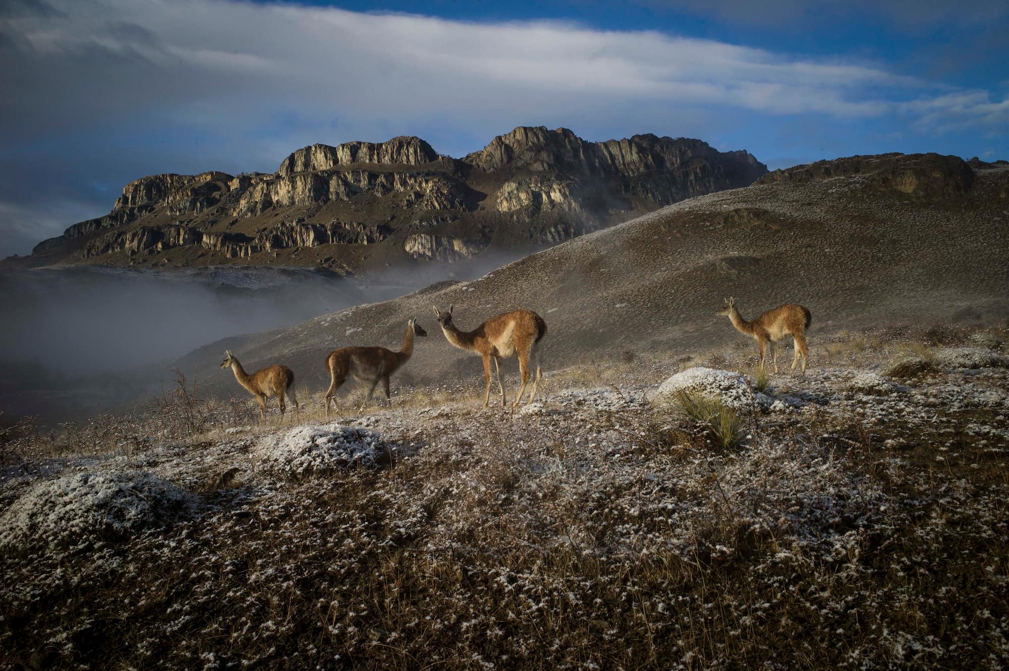 Deer in a rocky landscape