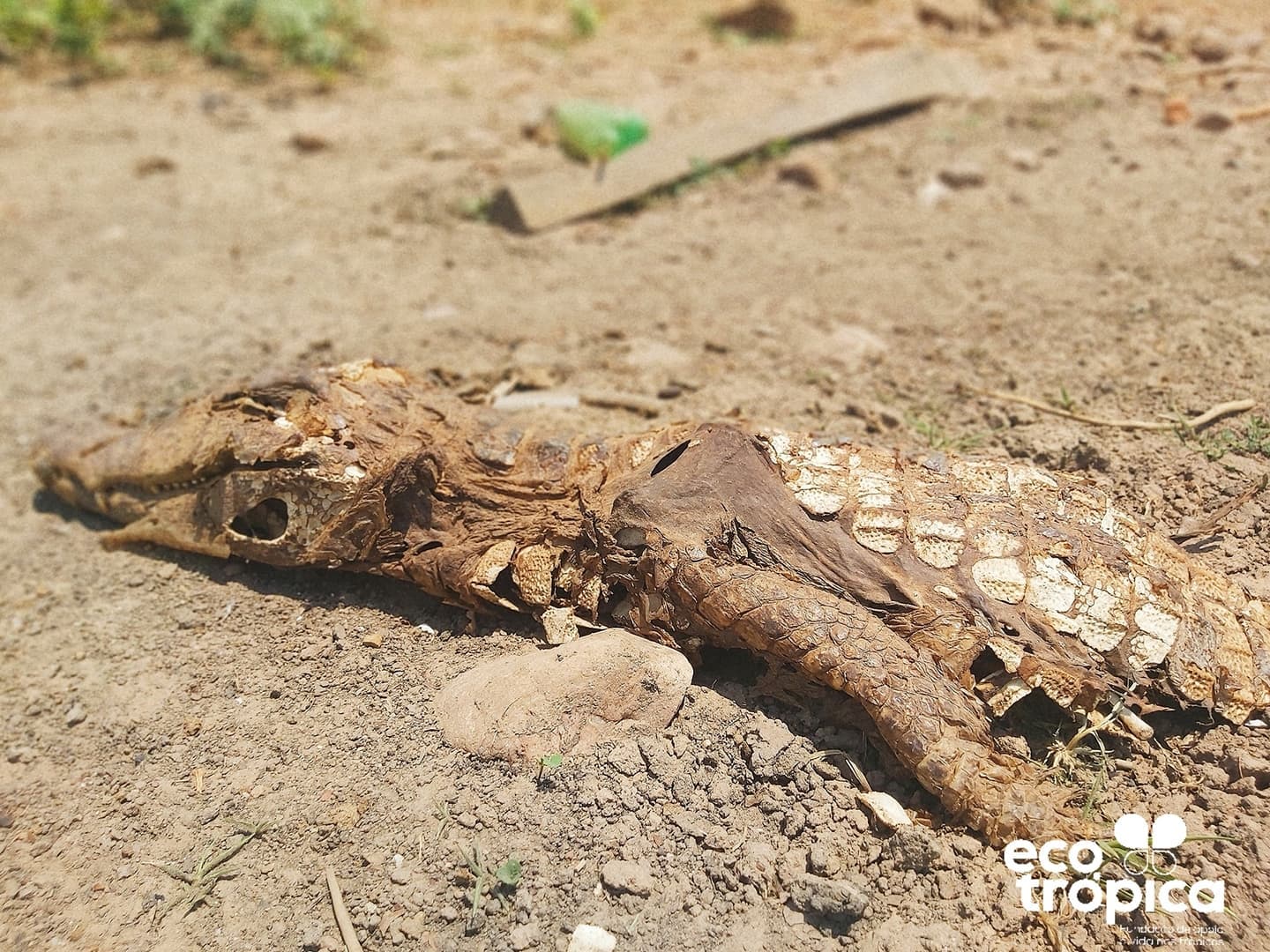 A dessicated crocodile lies dead in the dirt.