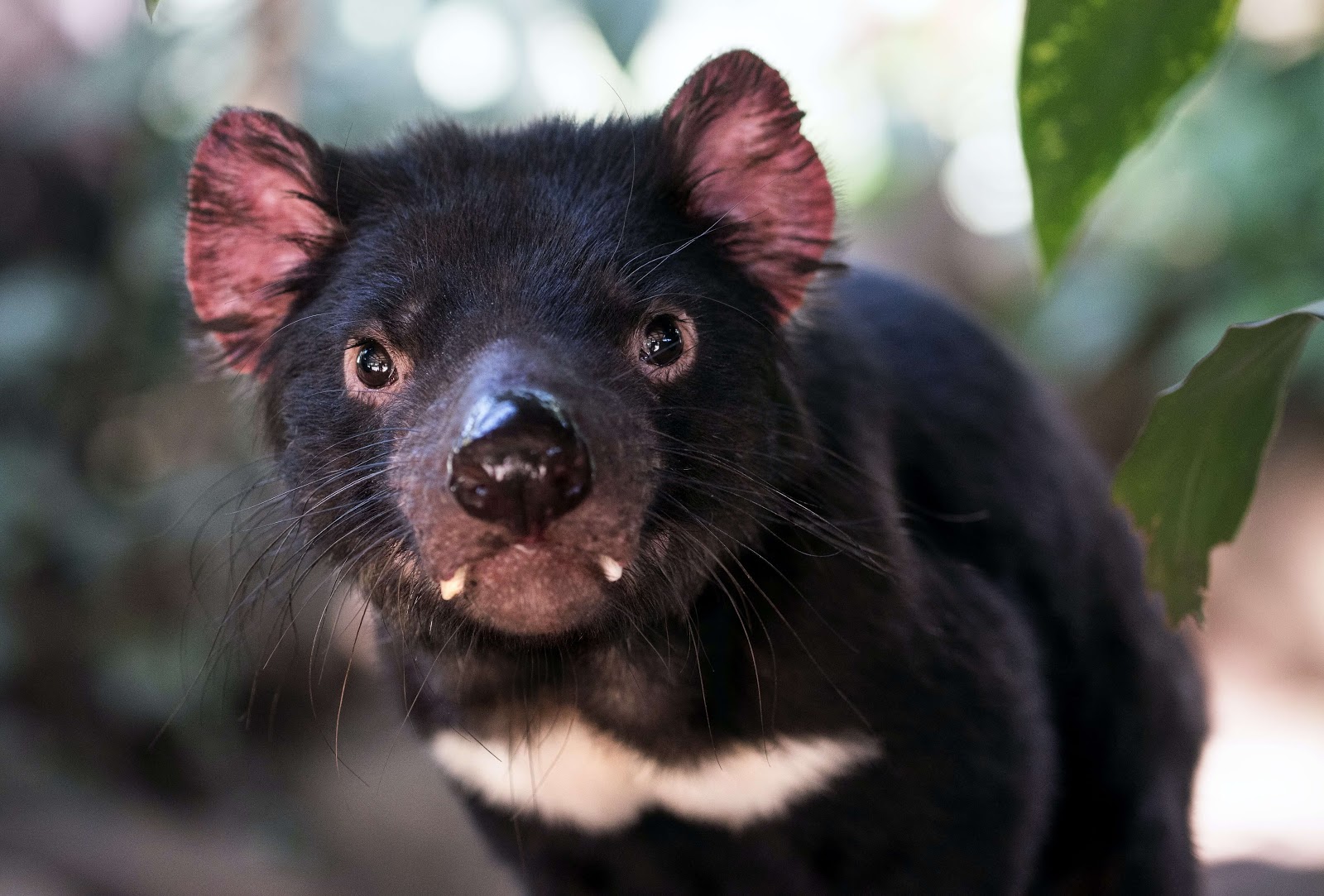 A Tasmanian devil pup