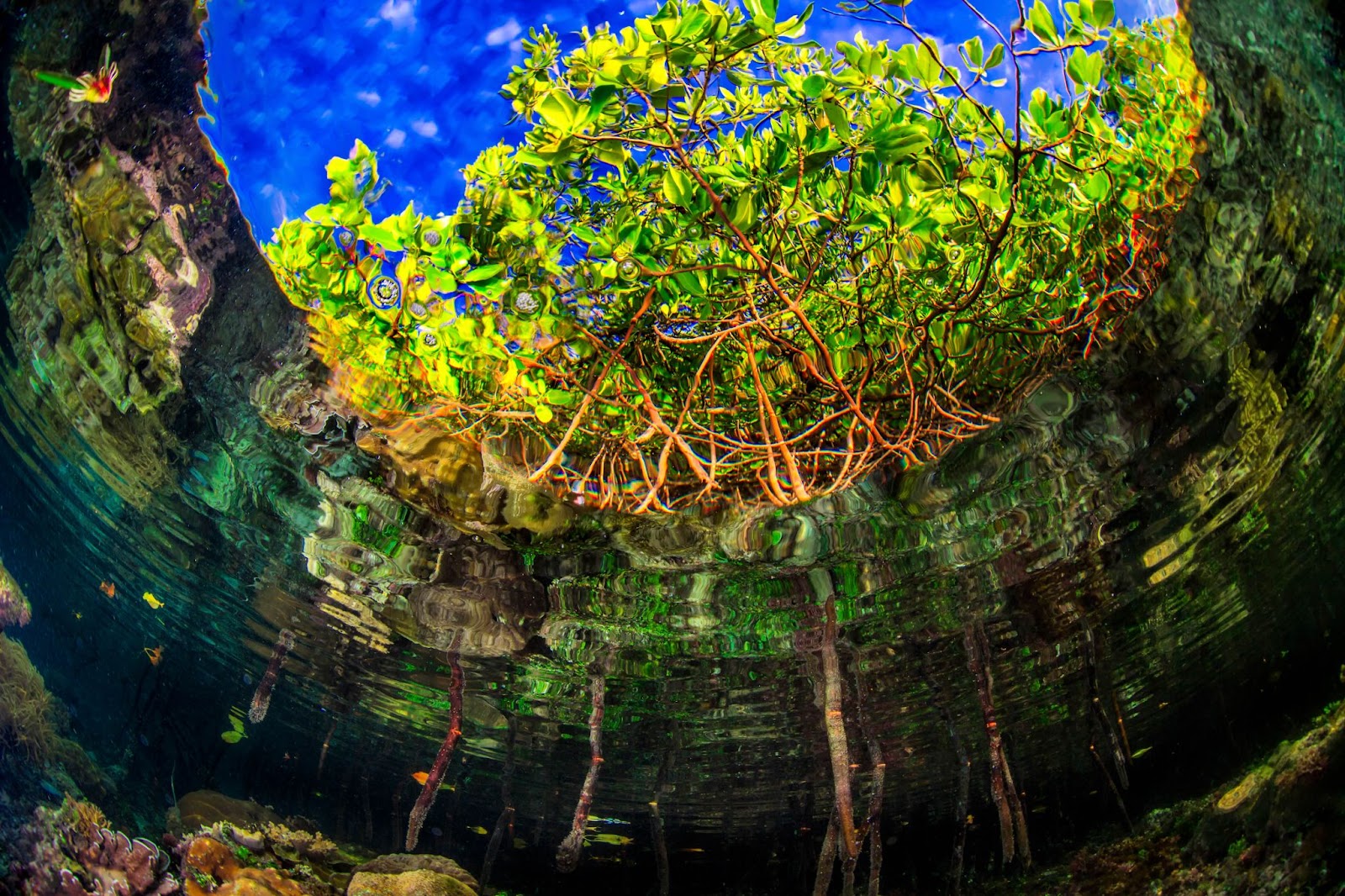 A view of mangroves from beneath the water. Brown roots lead up to bright green leaves, silhouetted against a bright blue sky, rooted in a rippled green water.