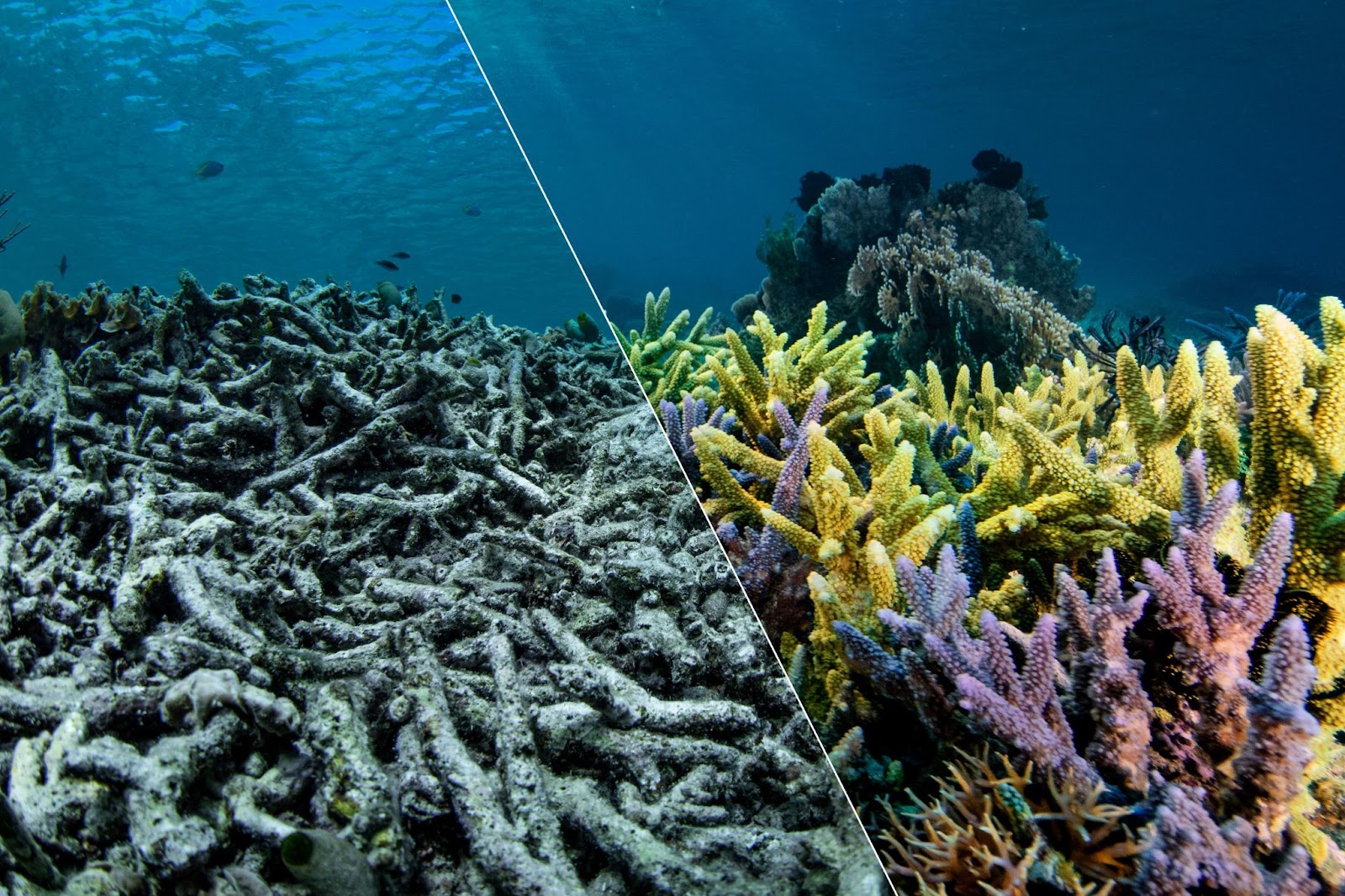 A picture of coral, divided in half: on the left the grey, colorless coral is collapsed as the sea ripples above it. On the right we see coral standing upright, vibrant in yellows and purples and pinks. A contrast between dying coral and healthy coral.