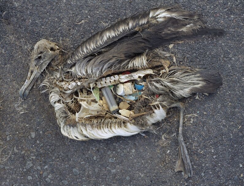 A dead albatross lies on a concrete ground. Its stomach is open, showing what it has eaten: three plastic bottle caps, a plastic tube, and broken bits of plastic.