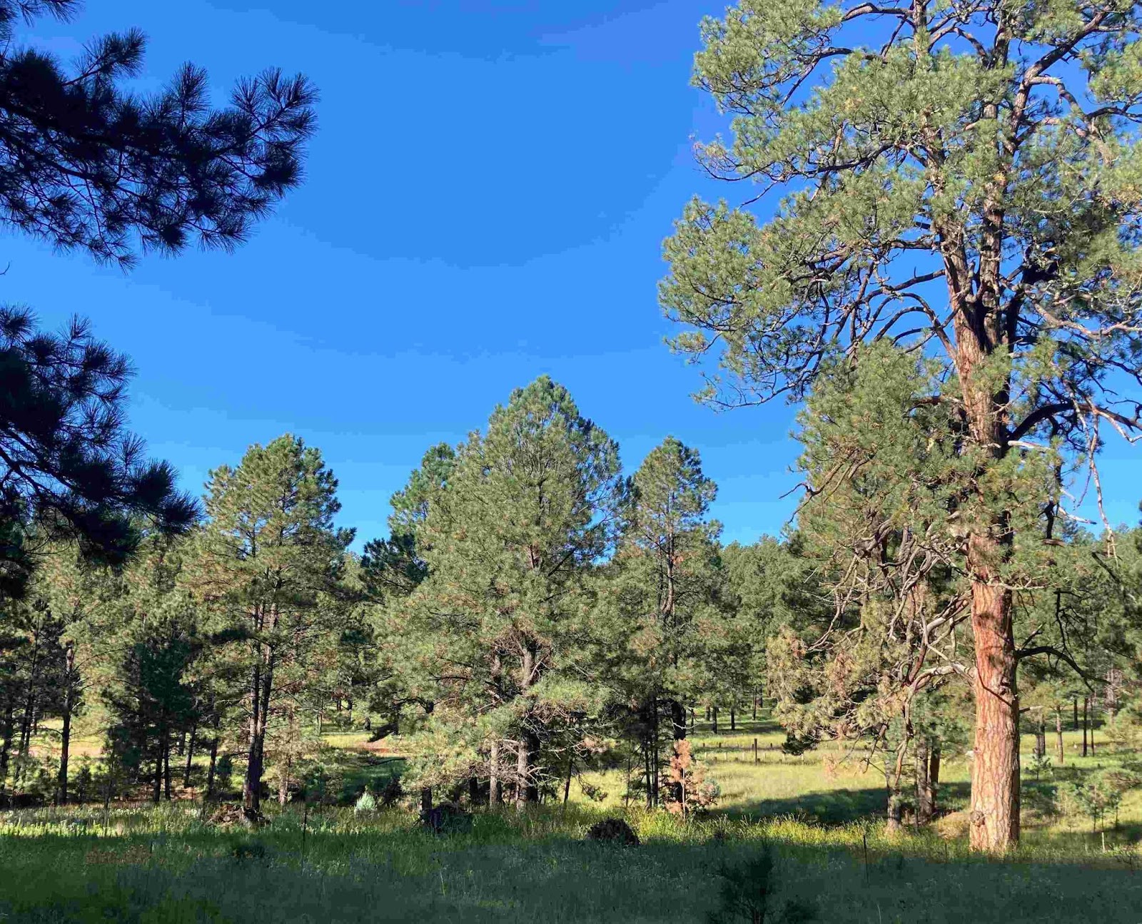 A photo of an open grassy woodland of pines stretching off into the distance beneath a brilliantly blue sky. The whole scene is lovely, green, and vibrant. The largest pines have pale, orange bark while the smaller ones have black bark, a characteristic of ponderosa pines, which change color at maturity.