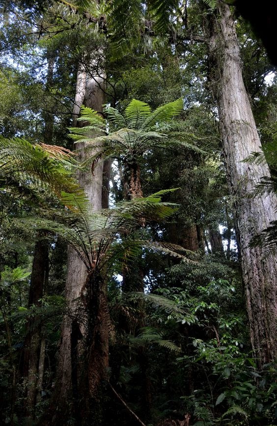 Der Timber trail im Pureoa ForestPark