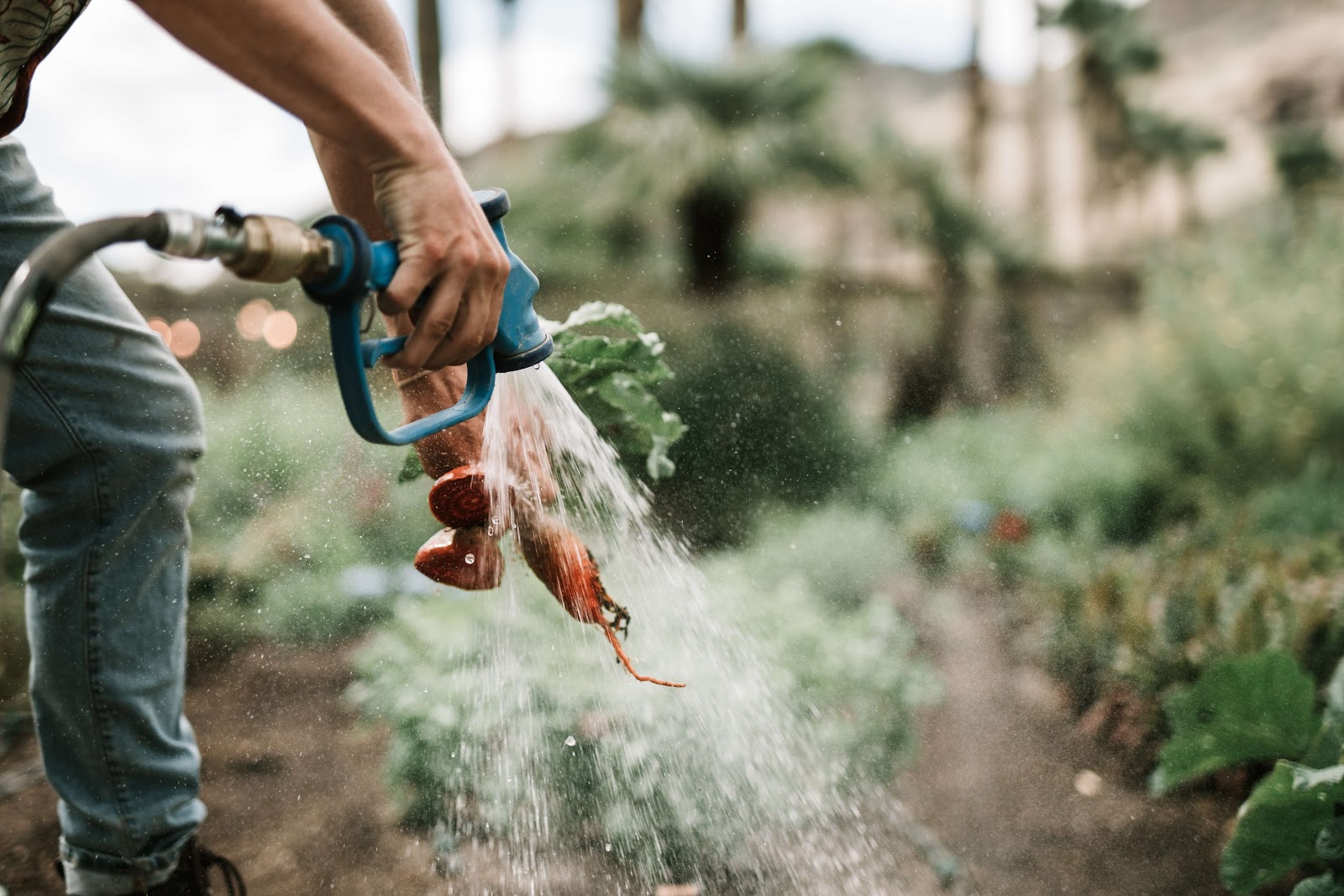 Recently harvested root vegetables being sprayed clean by a man with a hose pipe
