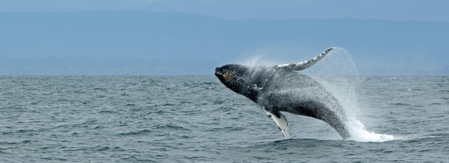 A whale leaping