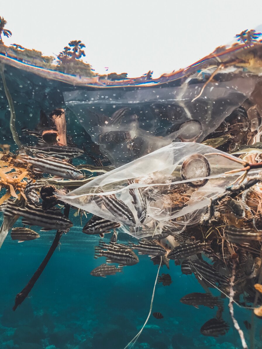 un sac en plastique se trouve sous la mer bleue. Il a piégé plusieurspoissons rayés noirs et blancs et d'autres nagent autour delui.