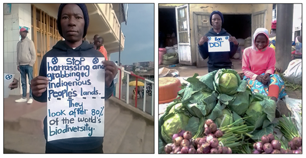 In the second photo, lower left, taken during a May 2023 action on secure food systems and ecosystems, Jesero sits next to a young woman selling her vegetables in an outdoor farmer's market as he holds a sign reading: Ban DDT. In the third photo, lower right [2022], the sign Jesero holds reads: Stop harassing and grabbing indigenous people's lands. They look after 80% of the world's biodiversity.)