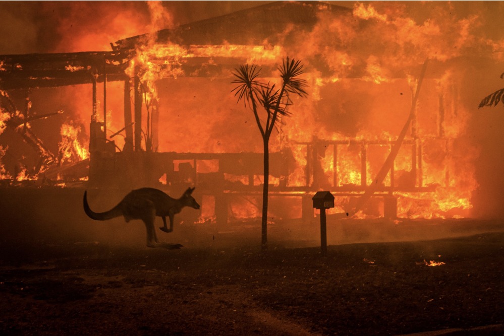 A kanagaroo hops in front of burning building