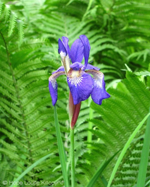 Iris flower on a background of ferns
