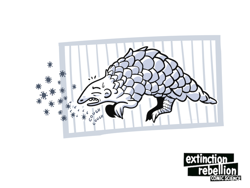 sick pangolin in a small cage, coughingCOVID-19