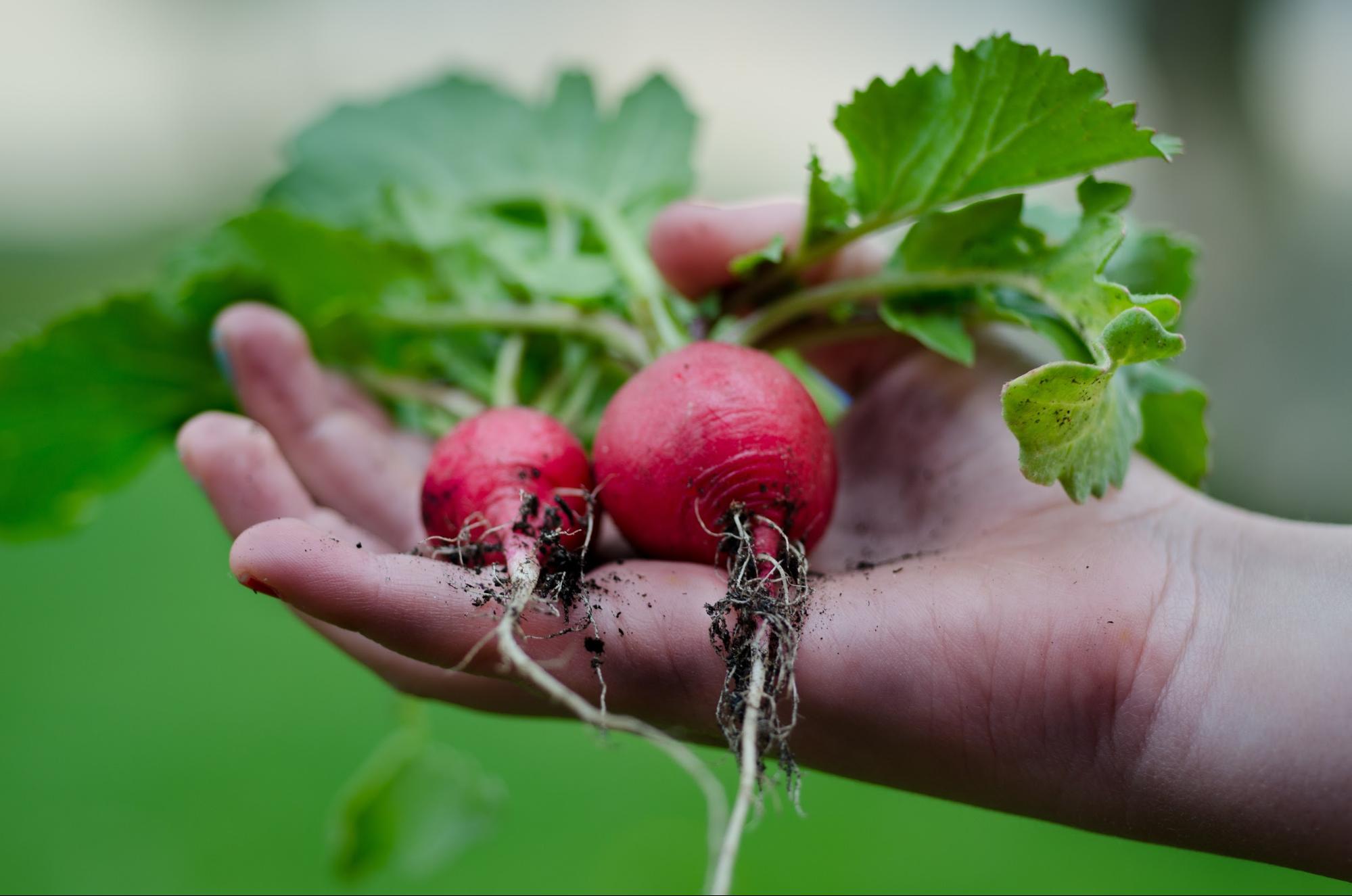 A hand holds two radishes with soil-covered roots that have just been harvested