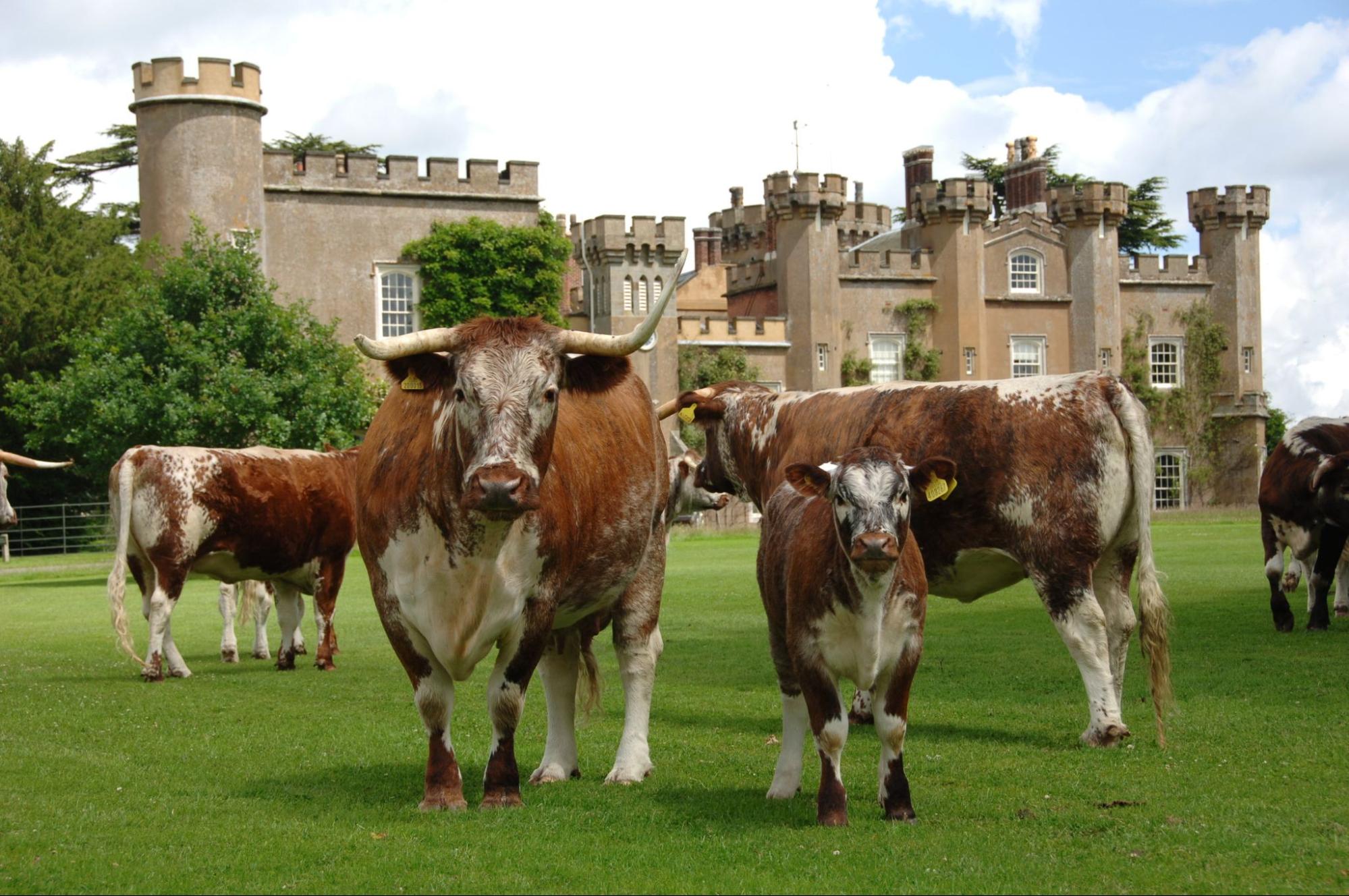 Cows on the lawn of an English estate building with turrets