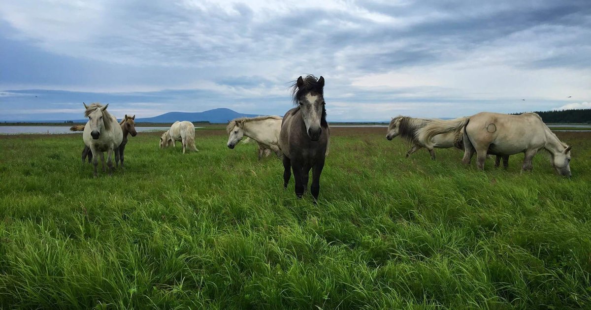 Wild horses in a grassy field