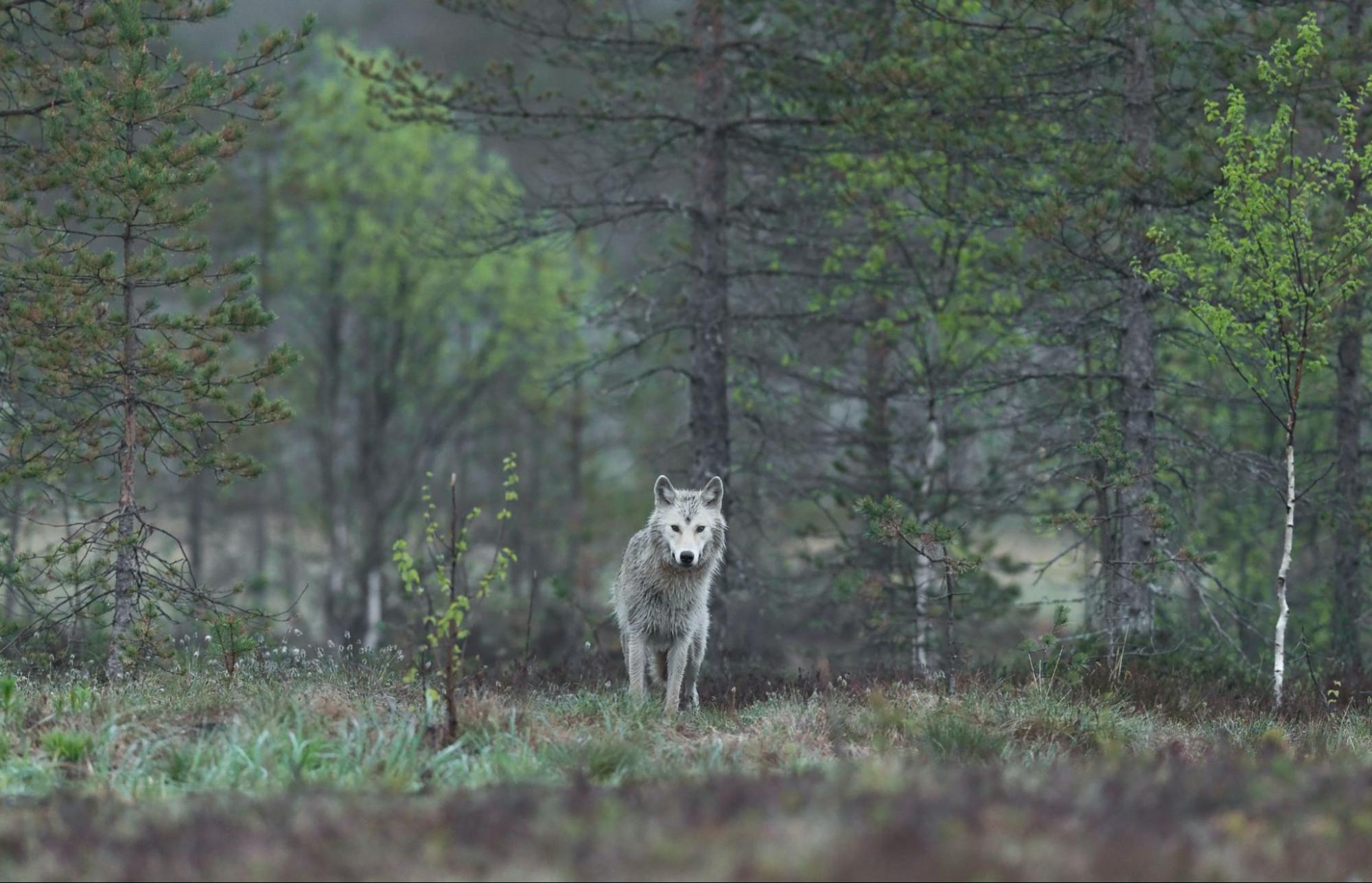 A wolf stands in a forest