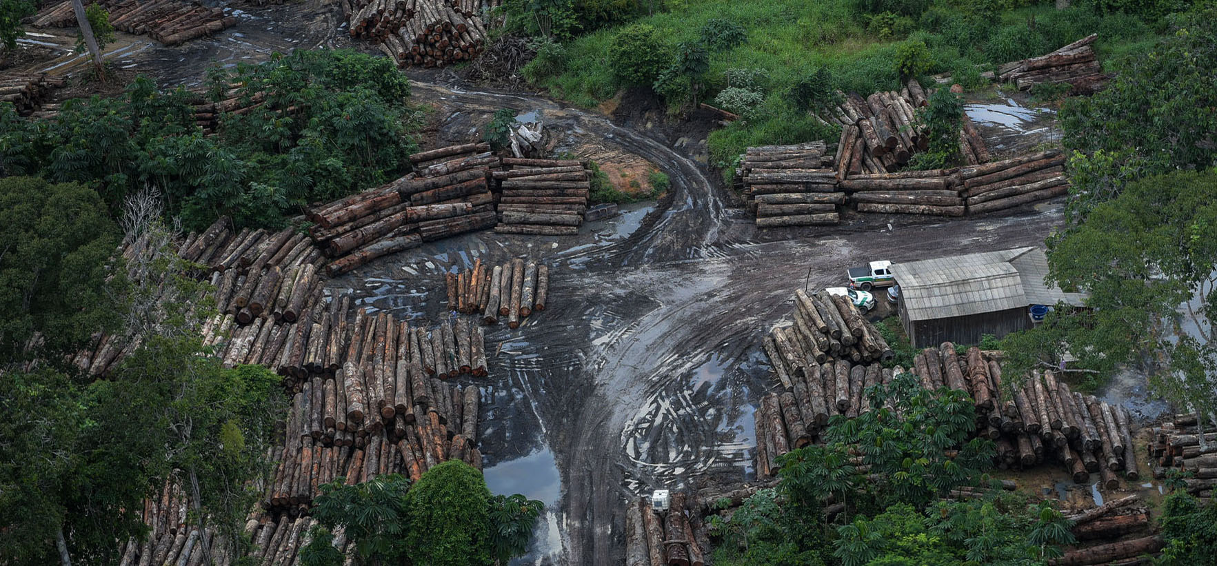 An ariel shot of an illegal logging site in the Amazon, with hundreds of felled trees stacked up.