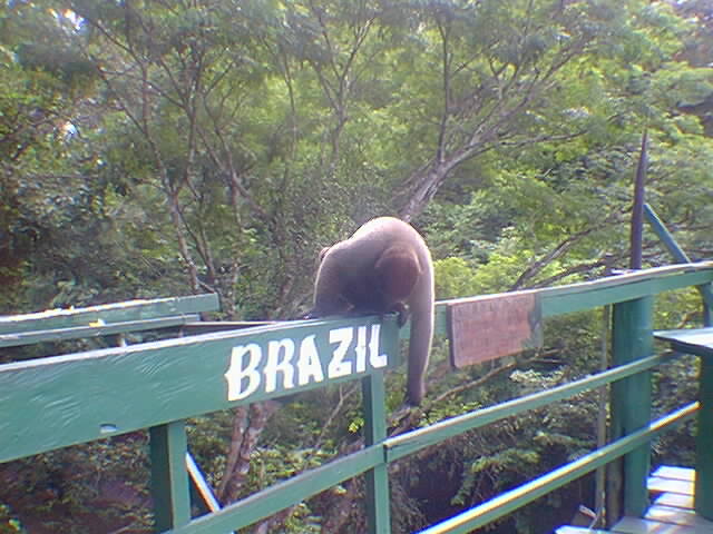 Monkey on wooden fencing with the word 'Brazil' painted onto it.