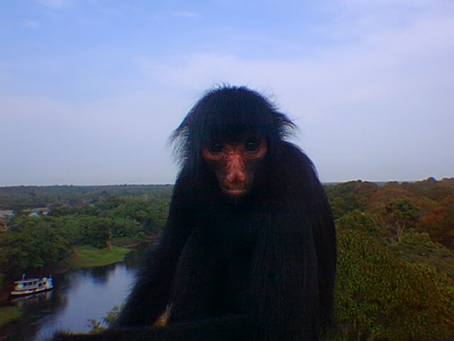 Spider monkey in the Amazon Rainforest